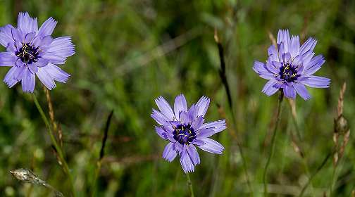 10: 160620-111535_Montbruns-les-Bains<br>Cichorei