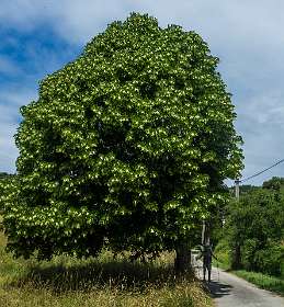 1: 160621-120848_Montbruns-les-Bains