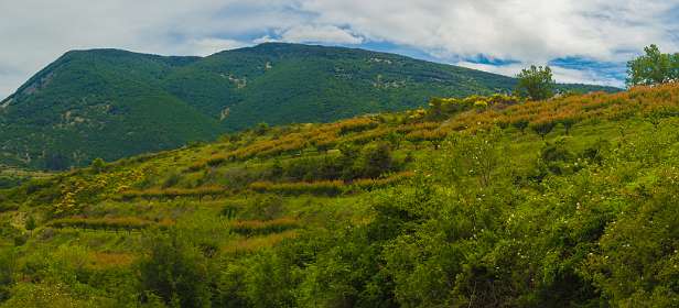 8: 160621-125014_Montbruns-les-Bains-Pano<br>Pruimenboomgaard