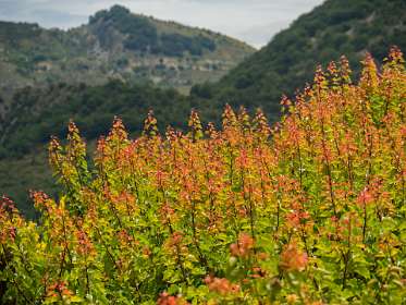 9: 160621-125722_Montbruns-les-Bains<br>Pruimenboom