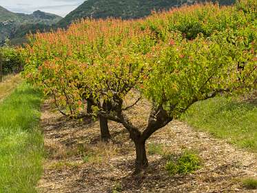 10: 160621-125731_Montbruns-les-Bains<br>Pruimenboomen