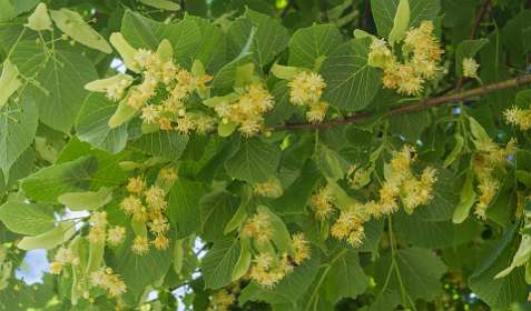 3: 160621-140859_Montbruns-les-Bains