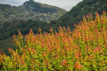 Tour de la Citadelle