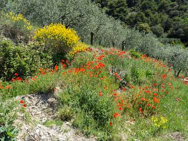 12: 160521-115634_Nyons