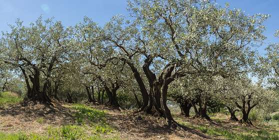 13: 160521-120504_Nyons-Pano