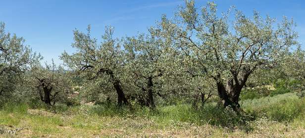 15: 160521-122542_Nyons-Pano