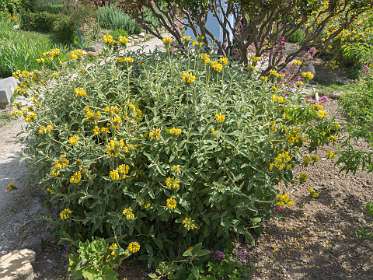 17: 160522-110937_Nyons<br>Phlomis in Le Jardin des Arômes