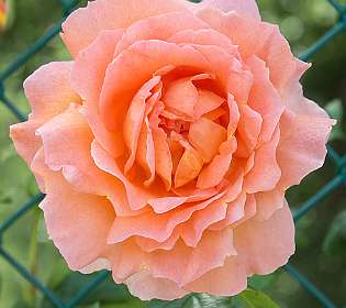 23: 160522-113506_Nyons