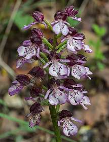 7: 160523-114624_Nyons<br>Orchis