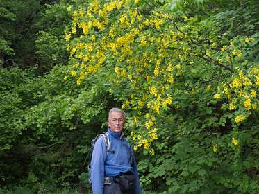 8: 160523-114936_Nyons<br>Er groeit hier veel Goudenregen