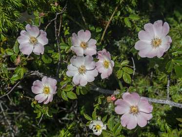 13: 160623-123335_Poet-Laval