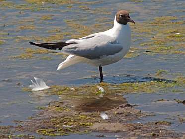 6: 2009 05 30_0823<br>Kokmeeuw