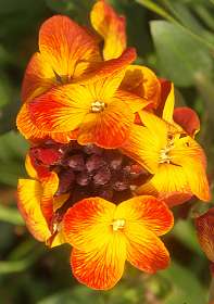 13: 10 01 05_0043<br>Muurbloem