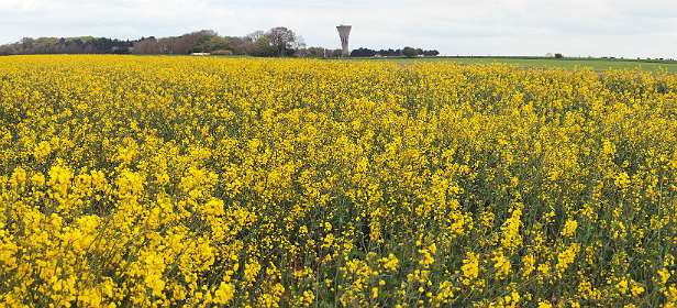 23: 10 04 05_0139_AP6<br>Koolzaad