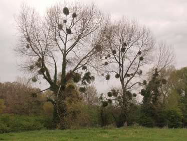 31: 10 05 05_0173<br>Aan Mare takken (Mistletoe) geen gebrek!