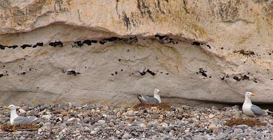 17: 10 07 05_0250<br>Broedende meeuwen