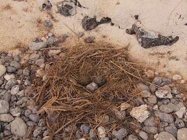 19: 10 07 05_0271<br>Meeuwen eieren