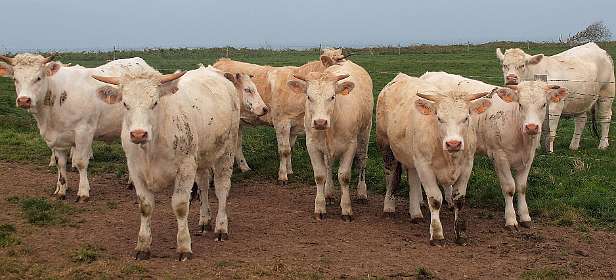 29: 10 07 05_0297<br>Echte Franse vleeskoeien