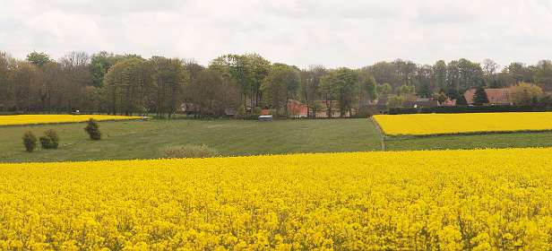 41: 10 08 05_0351_P14<br>Koolzaadvelden bij Blosseville sur Mer