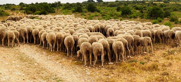 10: 170601114327Caume-Pano<br>Schapen op Le plateau de la Caume