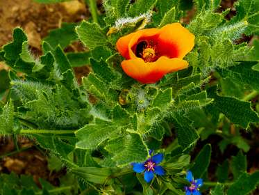 25: 170601133856Caume