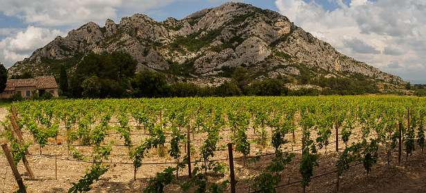 27: 170601142351Caume-Pano<br>We lopen door een wijngaard