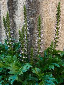 1: 170602162056Maussane