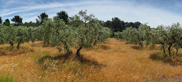 19: 170604121448Maussane-Pano<br>Olijven