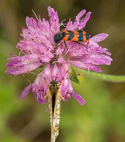 17: 160616-120253_LeVieuxMontsalier