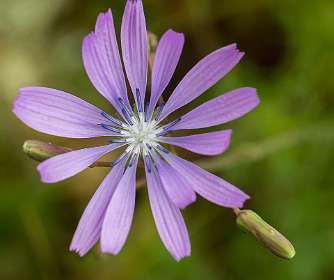 18: 160616-120302_LeVieuxMontsalier<br>Catanche