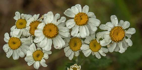 19: 160616-120532_LeVieuxMontsalier<br>Achillea