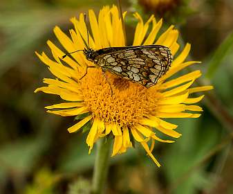 20: 160616-120744_LeVieuxMontsalier<br>Inula met vlinder