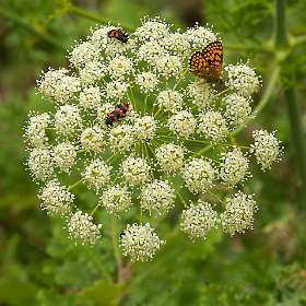 22: 160616-123802_LeVieuxMontsalier