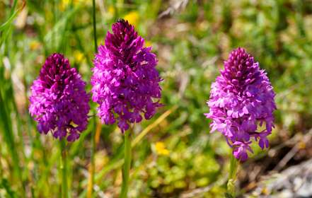 33: 19060605-0515303046_Notre-Dame<br>Orchis