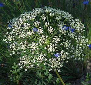 6: 160527-104719_Gordes