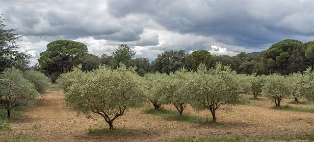 12: 160601-145558_Lourmalin<br>De olijfgaard naast het kasteel