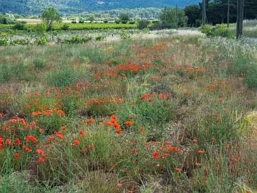 1: 160603-101759_Cucuron