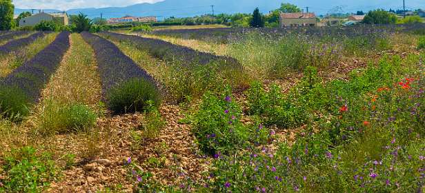 4: 160607-104713_Valensole-Pano