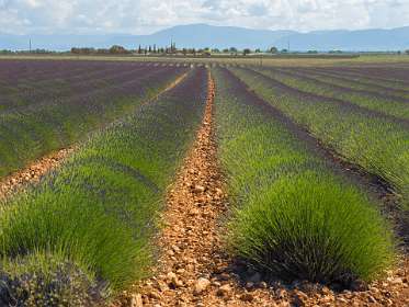 8: 160607-105808_Valensole