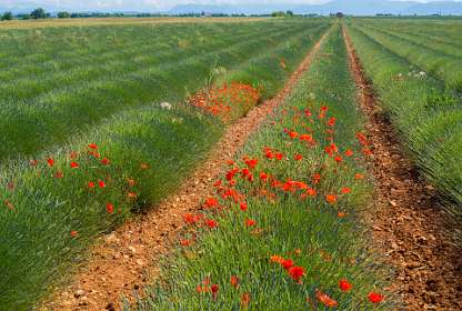 10: 160607-110913_Valensole