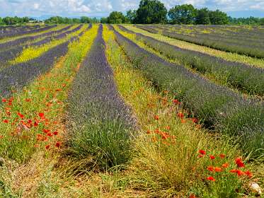 12: 160607-114054_Valensole