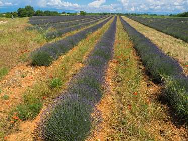 14: 160607-114256_Valensole