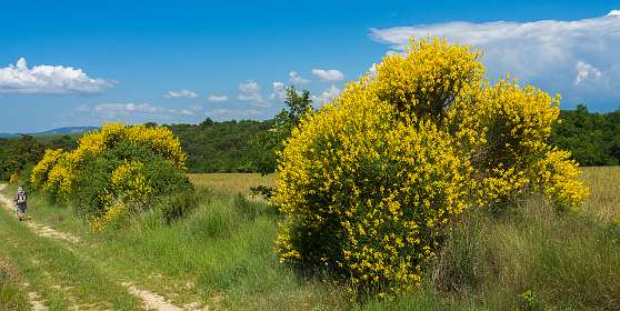 16: 160607-114901_Valensole