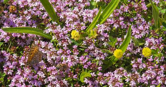 17: 160607-115216_Valensole