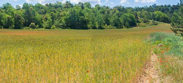 18: 160607-120128_Valensole-Pano