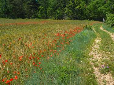 19: 160607-120305_Valensole
