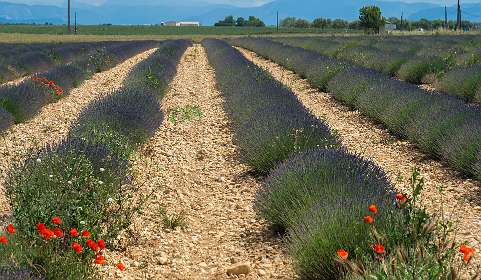 24: 160607-123650_Valensole