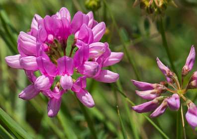 26: 160607-124934_Valensole<br>Coronille