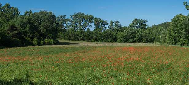 3: 160608-101437_Valensole-Pano