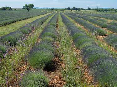 6: 160608-104534_Valensole